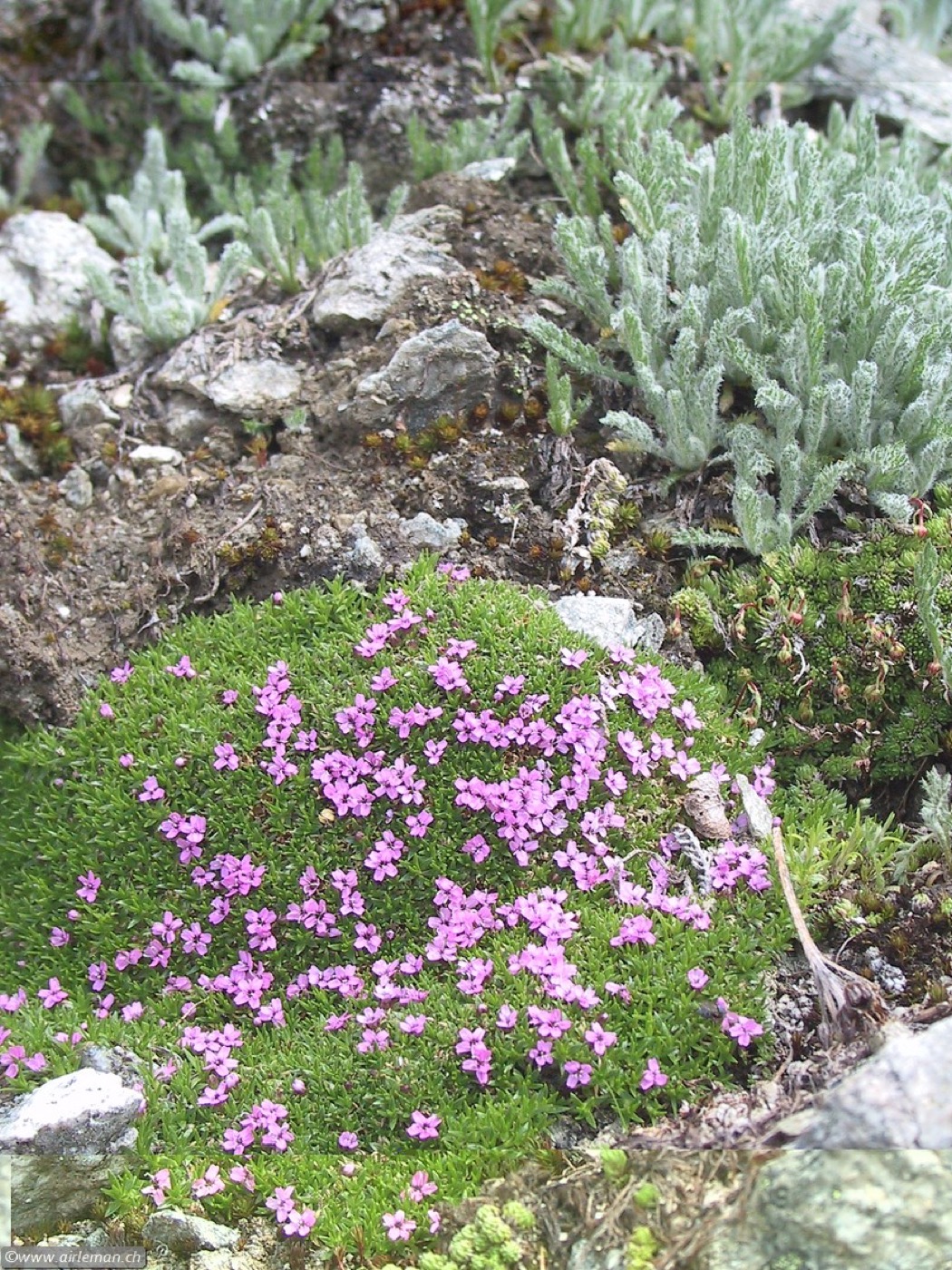 Nature/Flore/111-1105_IMG.jpg