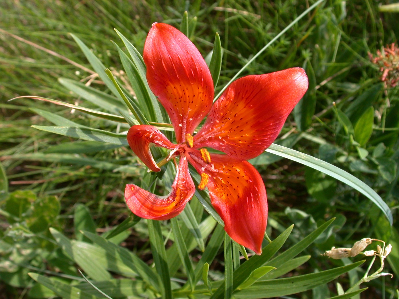 Nature/Flore/DSCN9792.jpg