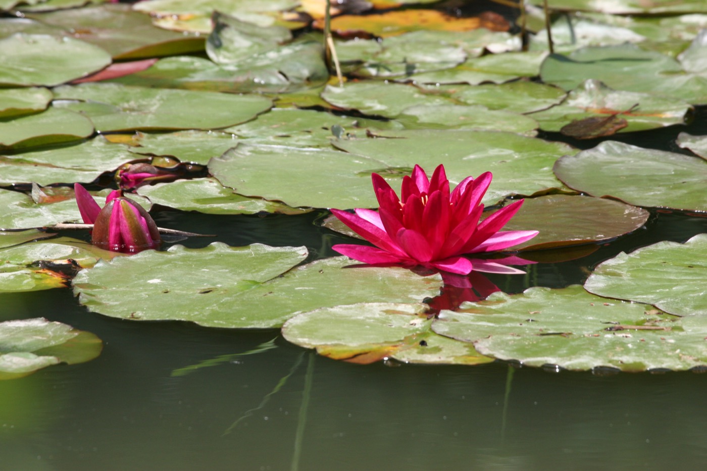 Nature/Flore/IMG_0990.jpg