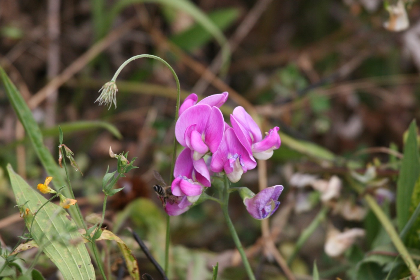 Nature/Flore/IMG_1037.jpg