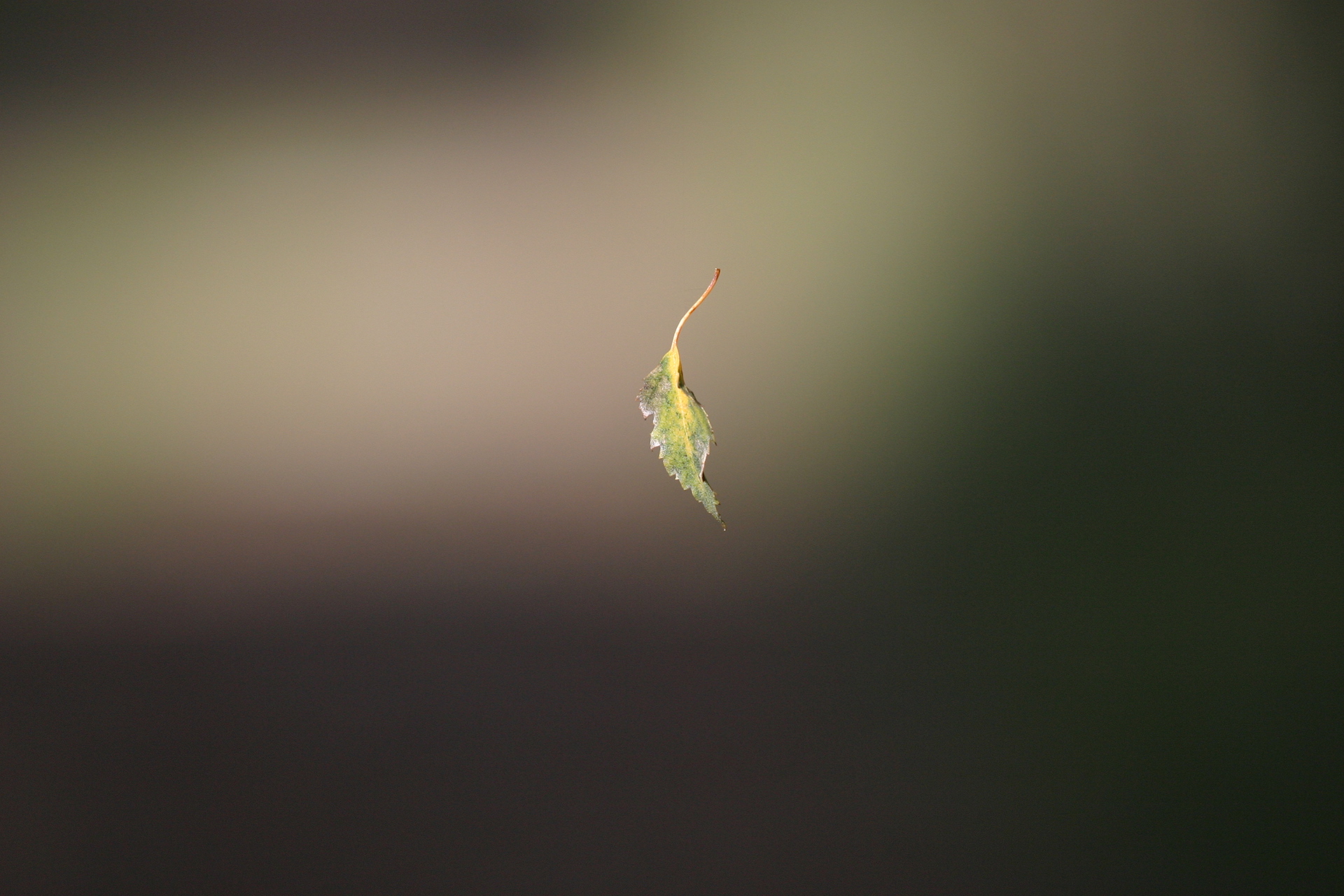 Nature/Flore/IMG_7817.jpg