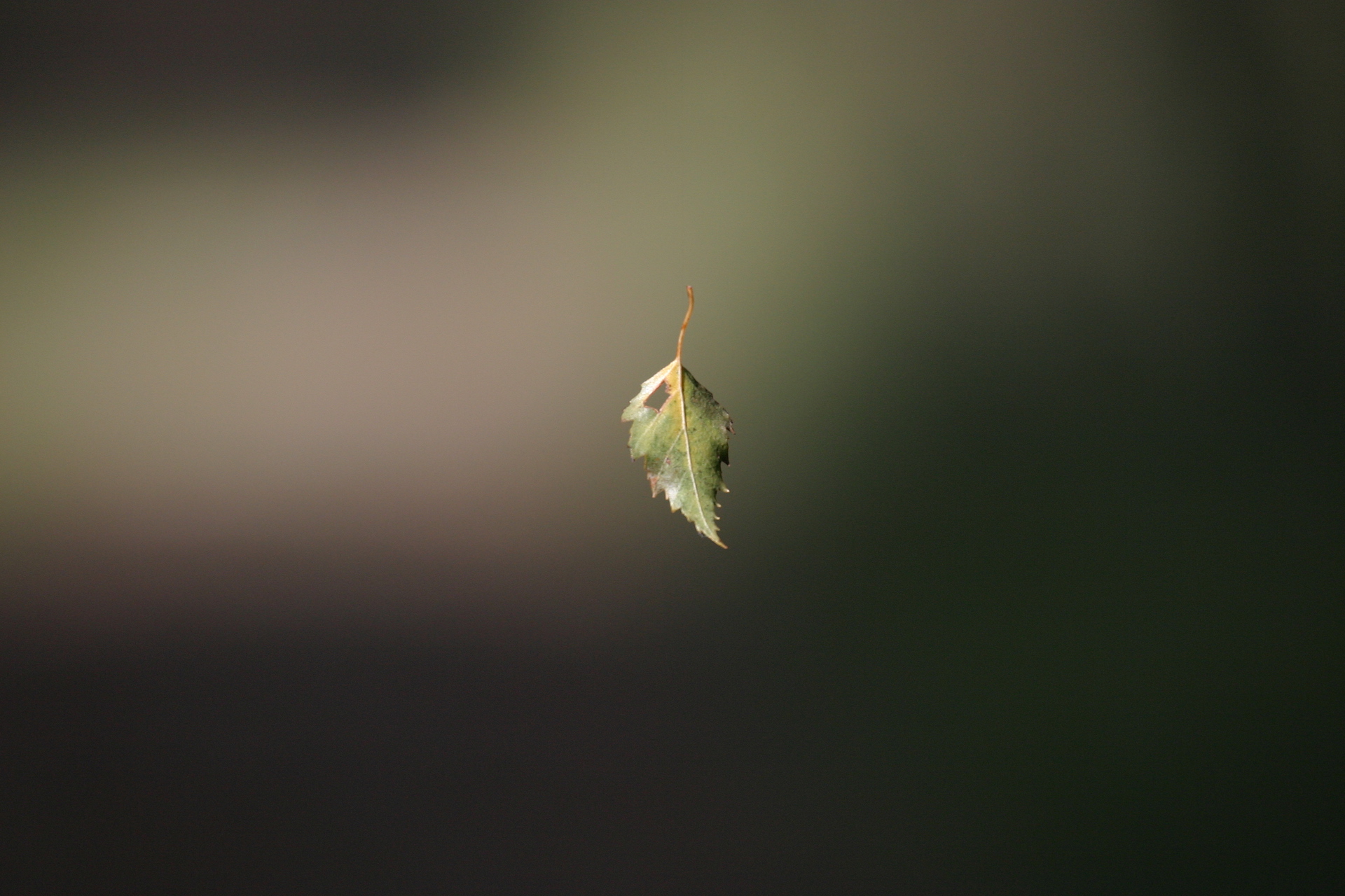 Nature/Flore/IMG_7819.jpg