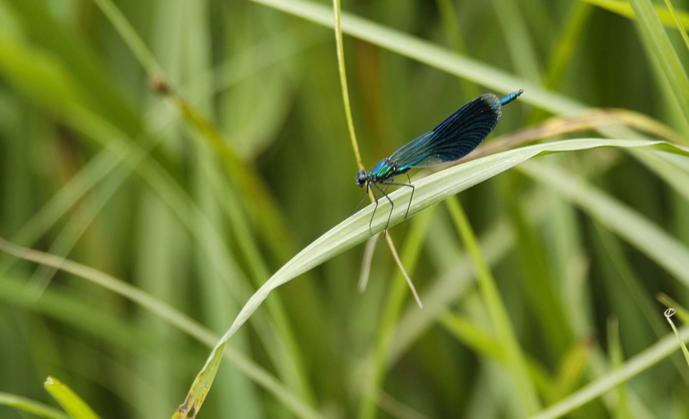 Nature/Insectes/DSC_1663.jpg