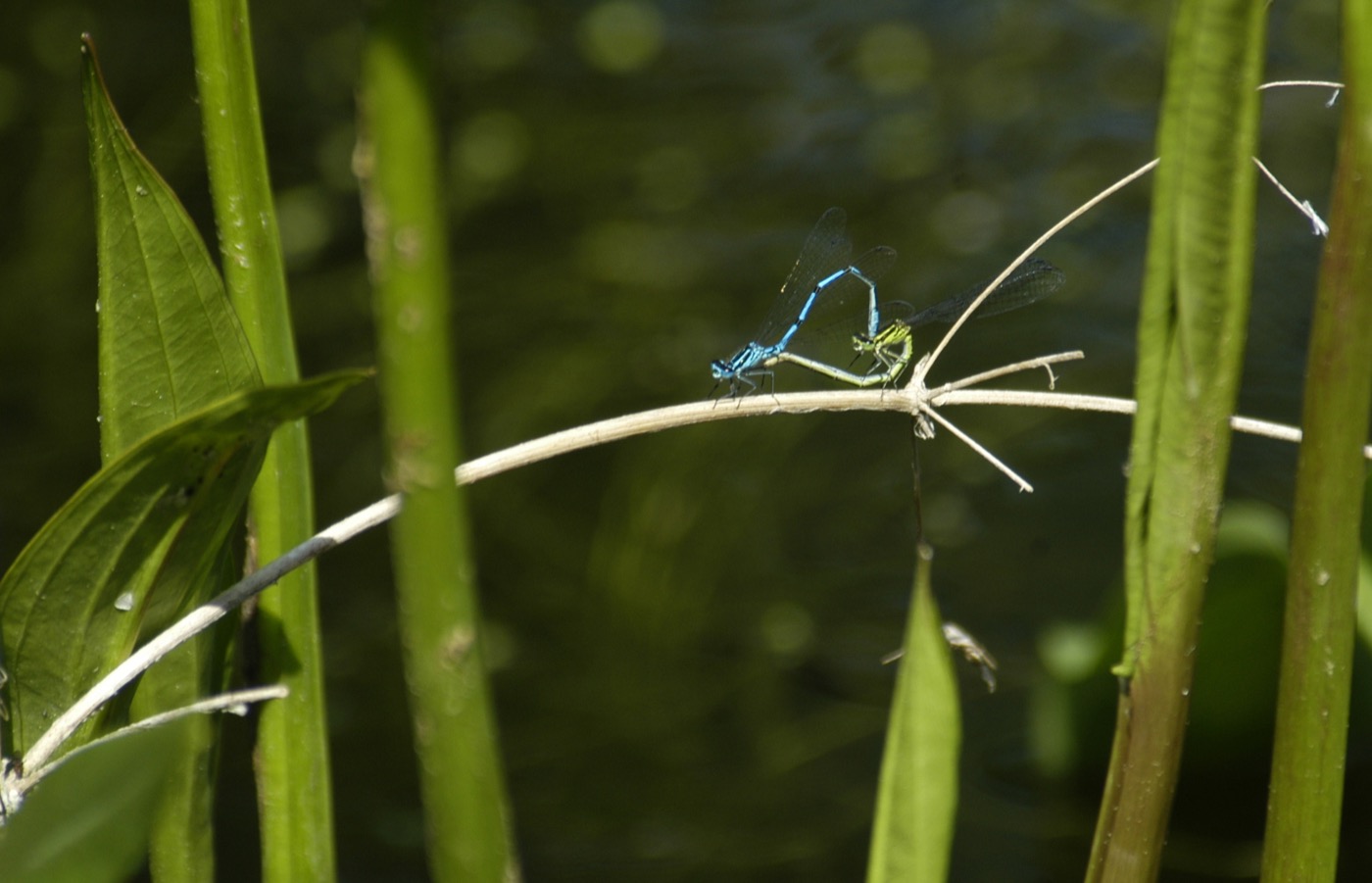 Nature/Insectes/DSC_8969.jpg