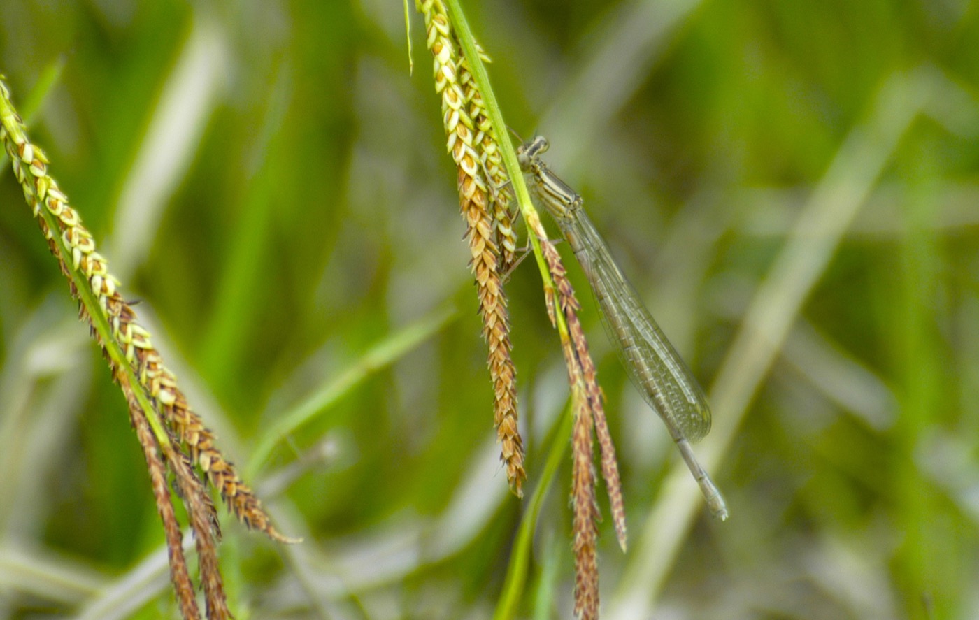 Nature/Insectes/DSC_9313.jpg