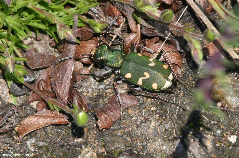 Nature/Insectes/IMG_3018.jpg