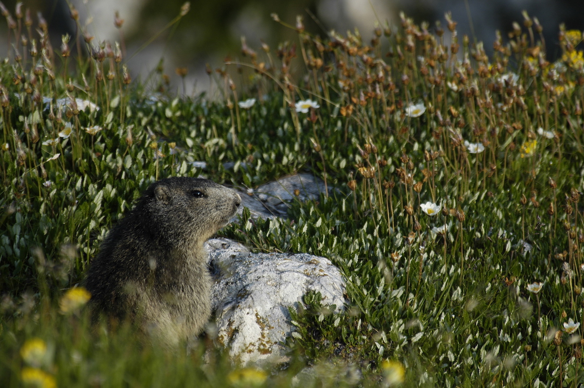Nature/Mammiferes/DSC_1450.jpg
