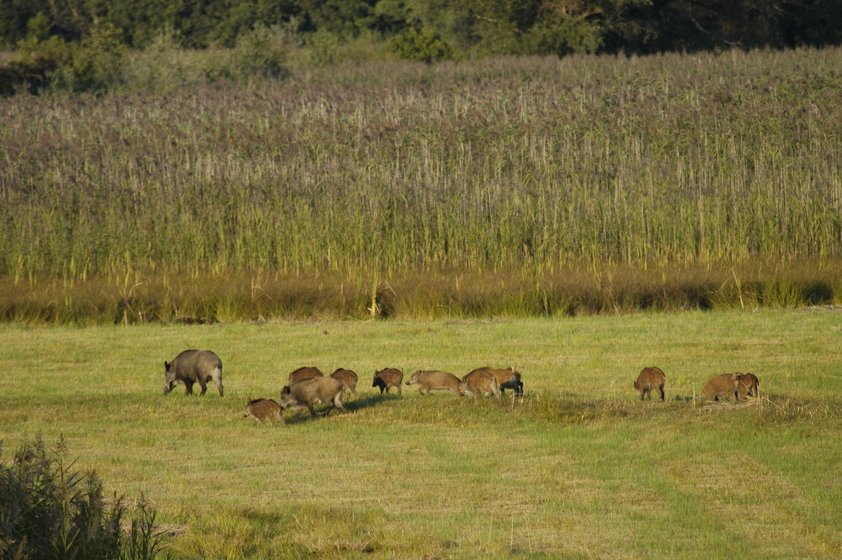 Nature/Mammiferes/DSC_3130.jpg