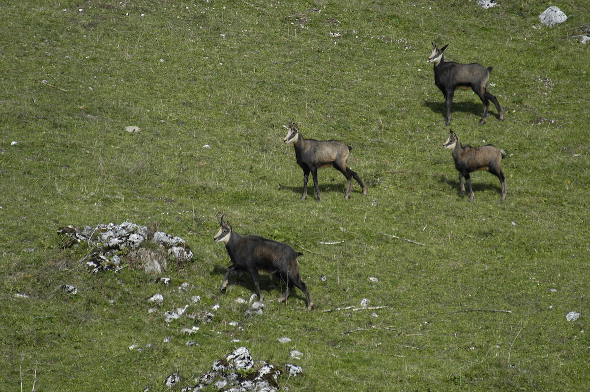 Nature/Mammiferes/DSC_3992.jpg