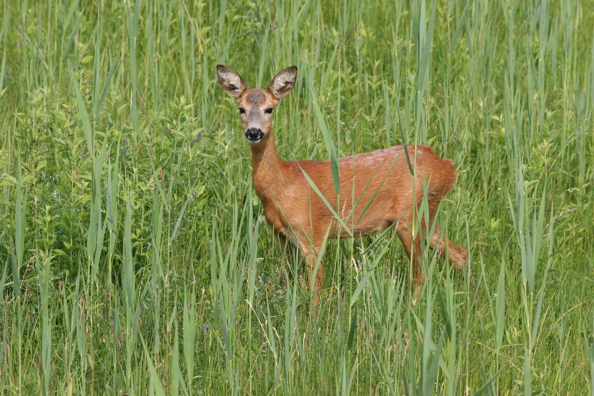 Nature/Mammiferes/IMG_0403.jpg