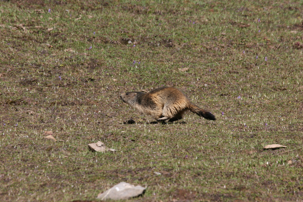 Nature/Mammiferes/IMG_9644.jpg