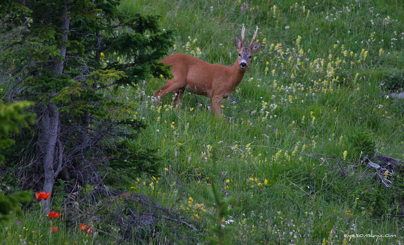 Nature/Mammiferes/chevreuil_1565.jpg