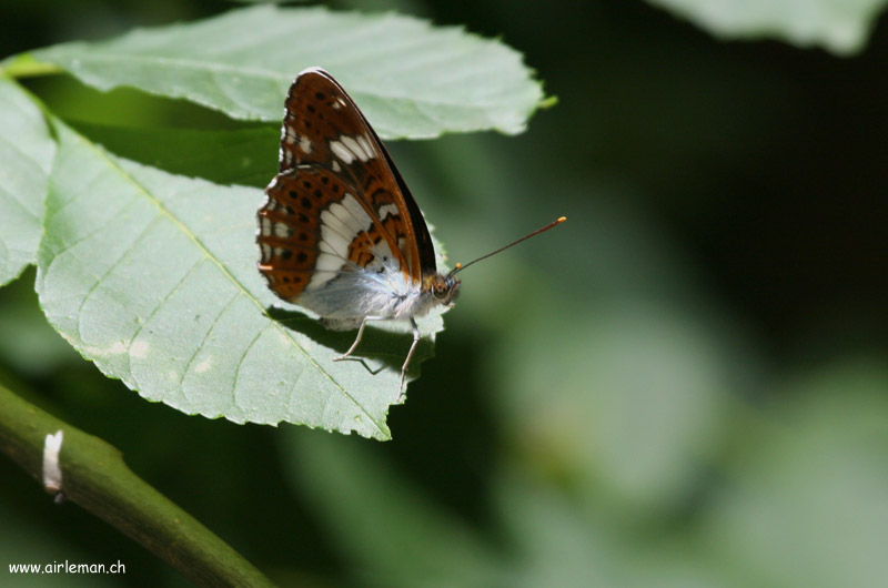 Nature/Papillons-2/IMG_0877.jpg