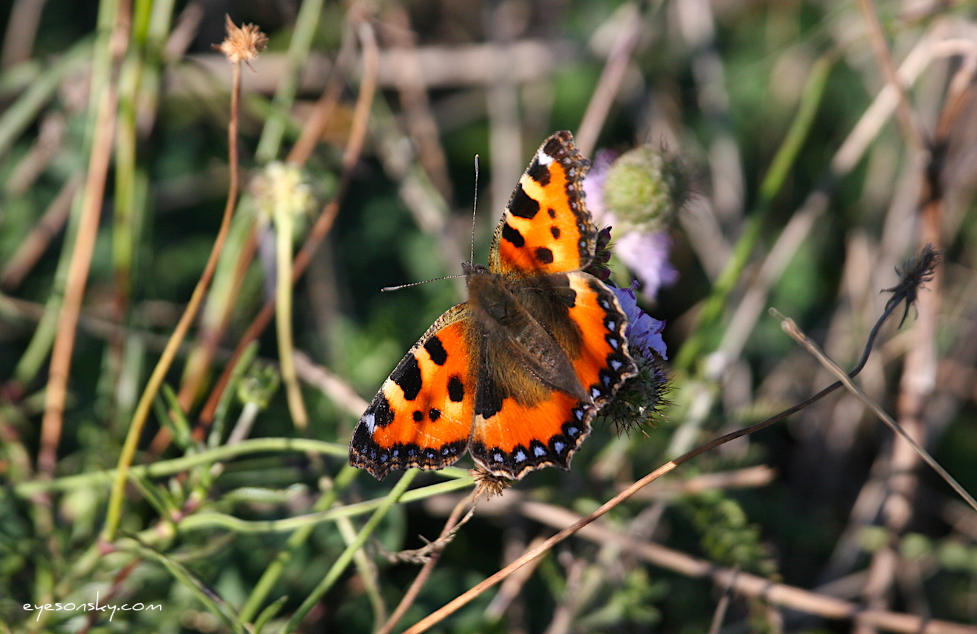 Nature/Papillons-2/petite-tortue-IMG_2243.jpg
