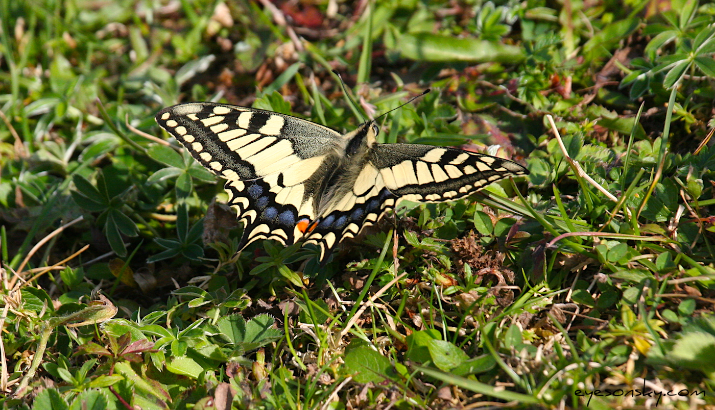 Nature/Papillons/IMG_5215.jpg