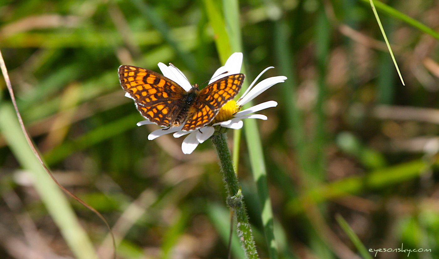 Nature/Papillons/damier-noir-IMG_1546.jpg