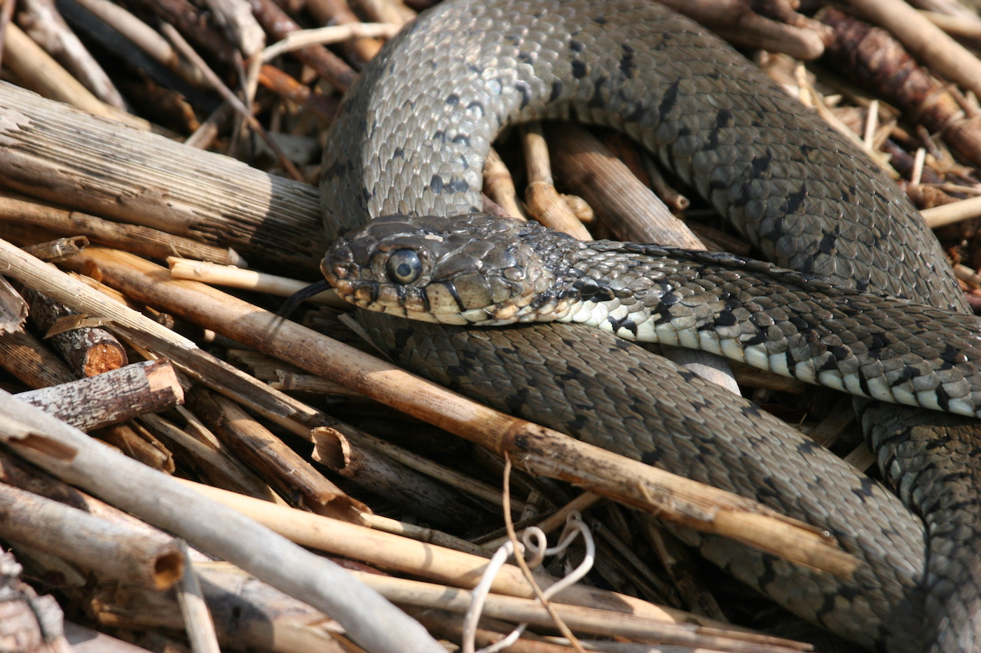 Nature/Reptiles/IMG_0378.jpg