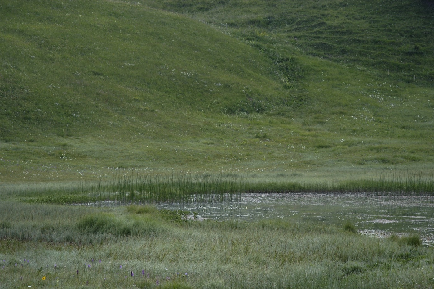 Suisse/Grisons/20030625-Gobemouche-nain/DSC_1508.jpg