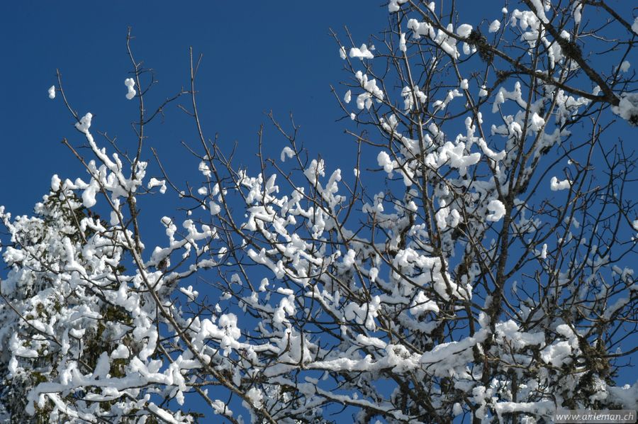 Suisse/Jura/20030215/DSC_4158.jpg