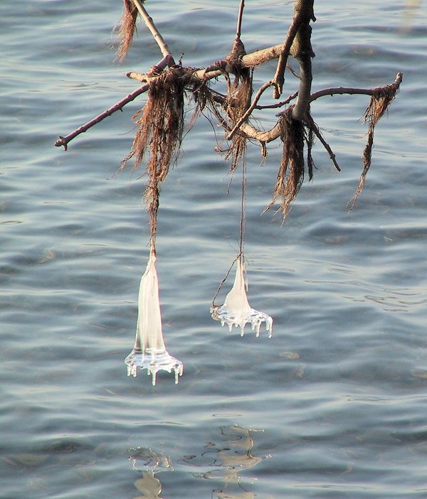 Suisse/Leman/20011216/imgg_3197.jpg
