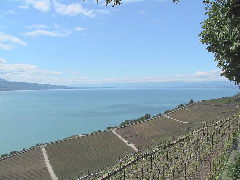 Suisse/Leman/Lavaux/Img_0537.jpg