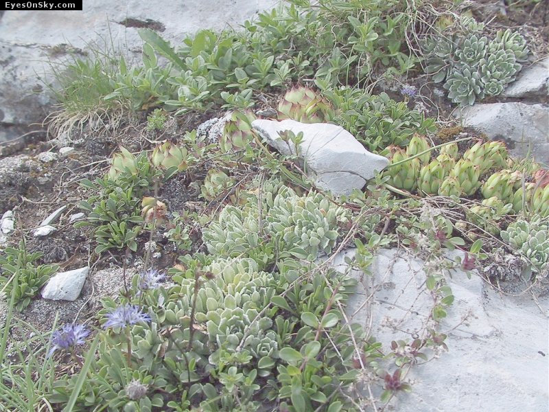 Suisse/Valais/CransMontana/20010701/108-0890_imgg.jpg