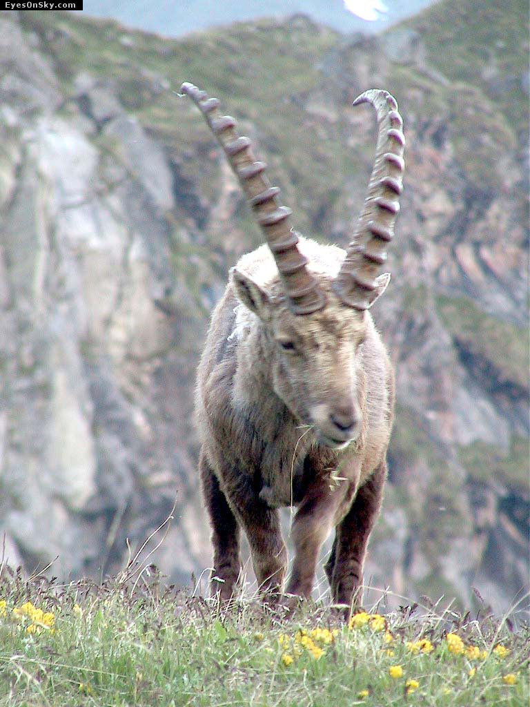 Suisse/Valais/Dixence/108-0868_imgg.jpg