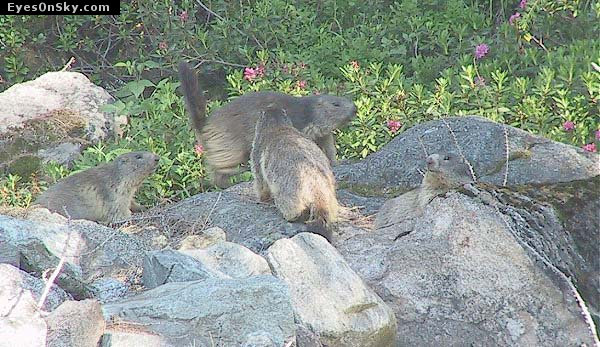 Suisse/Valais/Zermatt/RiffleBerg20010703/110-1025_imgg.jpg