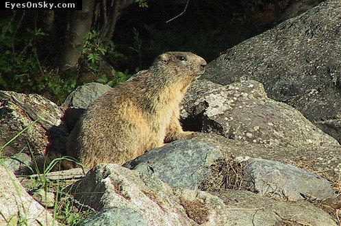 Suisse/Valais/Zermatt/RiffleBerg20010703/110-1039_imgg.jpg