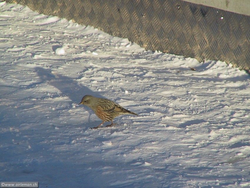 Suisse/Vaud/Diablerets/20020102/IMG_3481.jpg