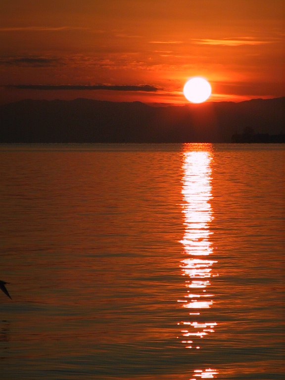 Suisse/Vaud/Preverenges/Soleil/2001/imgg_3326.jpg