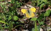 randimg/nature