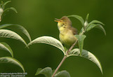 randimg/nature